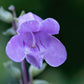 250 LARGE FLOWERED BEARDTONGUE Penstemon Grandiflorus Native Pink Purple Flower Seeds