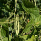 50 Charlevois DARK Red KIDNEY BEAN Chili Baked Phaseolus Vulgaris Vegetable Seed