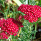 600 RED YARROW Achillea Millefolium Rubra Flower Seeds