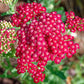 600 RED YARROW Achillea Millefolium Rubra Flower Seeds