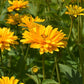 50 SUMMER SUN SUNDROPS Yellow Heliopsis Scabra False Sunflower Flower Seeds