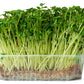 500 Hailstone WHITE GLOBE RADISH Raphanus Sativus Vegetable Seeds