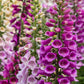 1000 Seeds MIXED FOXGLOVE Digitalis Purpurea Flower Seeds