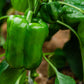 200 BIG GREEN Bell PEPPER Sweet Capsicum Annuum Vegetable Seeds