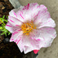 40 Sundial PEPPERMINT PORTULACA Grandiflora Moss Rose Pink Streaked Succulent Flower Seeds