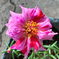 40 Sundial PEPPERMINT PORTULACA Grandiflora Moss Rose Pink Streaked Succulent Flower Seeds
