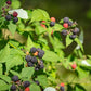 50 BLACK RASPBERRY Rubus Leucodermis Fruit Bush Vine Seeds