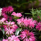 25 BEE BALM MIX Lemon Hummingbird Mint Monarda Didyma Mixed Colors Scarlet, Red, Pink, Purple, Spotted, & Salmon Flower Seeds