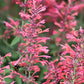 30 Red AGASTACHE HEATHER QUEEN Hummingbrid Mint Hyssop Flower Herb Seeds