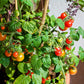 500 BULK Dwarf Cherry TOMATO TINY TIM Solanum Lycoperscium Red Fruit Seeds