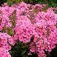 10 TALL GARDEN PHLOX Paniculata Mixed Colors 'New Hybrids Mix' Flower Seeds