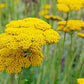 250 GOLD Golden Yellow YARROW Achillea Filipendulina Flower Seeds