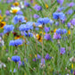 1000 Tall Blue BACHELOR'S BUTTON / CORNFLOWER Centaurea Cyanus Flower Seeds