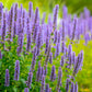 100 ORGANIC Superior LICORICE MINT Agastache Rugosa Korean Tea Herb Purple Flower Seeds