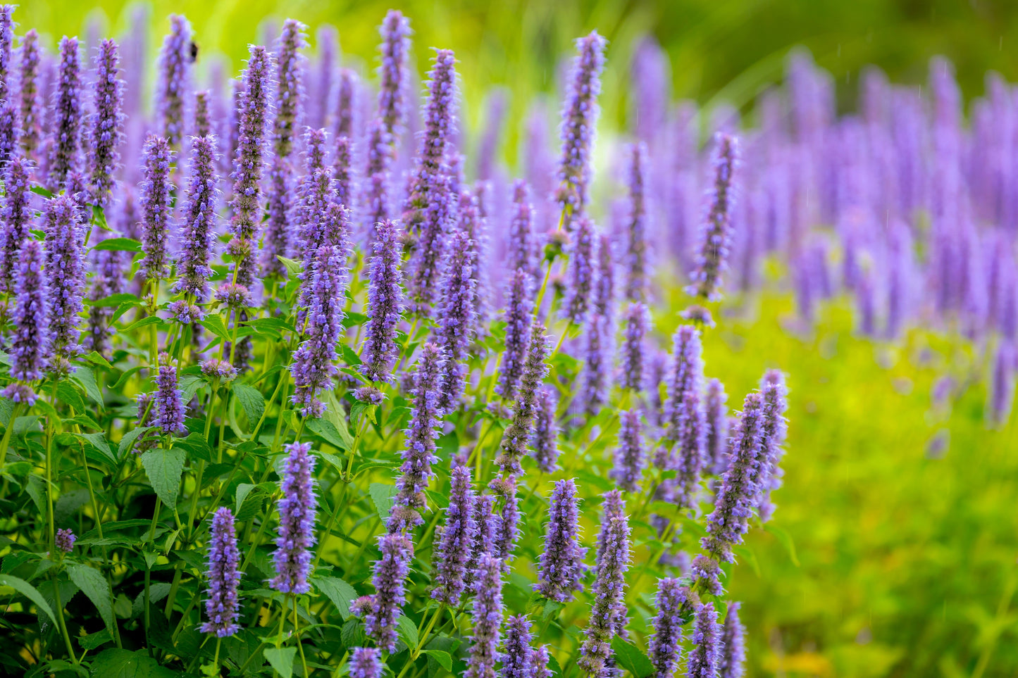 100 ORGANIC Superior LICORICE MINT Agastache Rugosa Korean Tea Herb Purple Flower Seeds