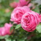 5 PINK ROSE Rosa Bush Shrub Perennial Flower Seeds