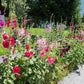 50 Mixed Colors HOLLYHOCK KING HENRY VIII Mix Alcea Rosea Flower Seeds