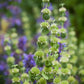 100 White HOREHOUND Marrubium Vulgare Herb Flower Seeds