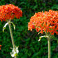 300 MALTESE CROSS Jerusalem Cross Lychnis Chalcedonica Campion Silene Flower Seeds