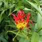 10 RED GLORIOSA LILY Flame Lily Gloriosa Superba Red & Yellow Flower Vine Seeds