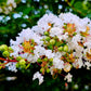 35 WHITE CREPE MYRTLE Lagerstroemia Indica Flowering Shrub Bush Small Tree Seeds