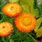 100 ORANGE DOUBLE STRAWFLOWER Xerochrysum Bracteatum Helichrysum Monstrosum Flower Seeds