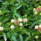 50 BUTTONBUSH / HONEYBALL Cephalanthus Occidentalis White Hummingbird Flower Bush Shrub Seeds