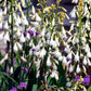 10 WHITE AFRICAN HYACINTH aka Cape or Giant Summer / Spire Lily - Ornithogalum Candicans / Galtonia / Hyacinthus Flower Seeds