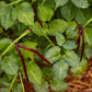 50 PURPLE PINKEYE COWPEA Southern Cow Pea Crowder Vigna Unguiculata Vegetable Legume Seeds