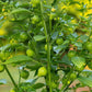 200 GRANDE Rio VERDE TOMATILLO Green Physalis Ixocarpa Vegetable Seeds