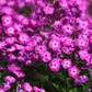 10 TALL GARDEN PHLOX Paniculata Mixed Colors 'New Hybrids Mix' Flower Seeds