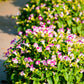 10 KAUAI MIX TORENIA Fournieri Sun or Shade Wishbone Flower Seeds - Mixed Colors 2 Tone Blue Red Pink