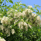 25 Flowering BLACK LOCUST TREE (Yellow Locust / False Acacia) Robinia Pseudoacacia Seeds