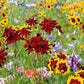 50 MAHOGANY MIDGET COREOPSIS Tinctoria Red Dwarf Flower Seeds