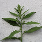 300 EPAZOTE (Mexican Tea) Chenopodium Ambrosioides  Dysphania Herb Flower Seeds