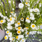 250 WHITE WINGED EVERLASTING Ammobium Alatum Flower Seeds