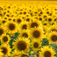 100 BLACK OIL SUNFLOWER Helianthus Annuus Yellow Hummingbird Bird Flower Seeds