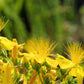 1500 Great SAINT JOHNS WORT St John's Hypericum Pyramidatum Yellow Flower Herb Seeds