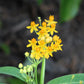 10 Bright YELLOW MILKWEED Butterfly Weed Asclepias Tuberosa Monarch Flower Seeds