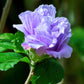 10 Purple Double ROSE Of SHARON Hibiscus Syriacus Flower Tree Shrub Seeds