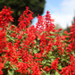 50 RED SALVIA Splendens St. John's Fire Scarlet Sage Flower Seeds