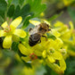 20 GOLDEN CURRANT SHRUB Black Fruit Yellow Flower Ribes Chrysobotrya Aurea Seeds