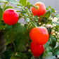 100 Red CHERRY HOTS Pepper (Finger Hots, Hot Cherry Pepper, Hot Chili Pepper, Cherry Chili Pepper, Pimienta) Capsicum Annuum Vegetable Seeds