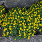 150 YELLOW CREEPING ZINNIA Sanvitalia Procumbens Seeds