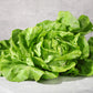 3000 BUTTERCRUNCH LEAF LETTUCE Lactuca Sativa Vegetable Seeds