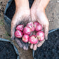 100 SCARLET BANDIT Bunching ONION Red Allium Cepa Vegetable Seeds