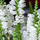 50 WHITE Showy OBEDIENT PLANT False Dragon Head Physostegia Virginiana Flower Seeds