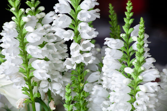 50 WHITE Showy OBEDIENT PLANT False Dragon Head Physostegia Virginiana Flower Seeds