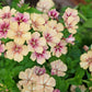 50 CHERRY CARAMEL PHLOX Drummondii Bicolor Pink Flower Seeds