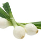 500 SOUTHPORT White Globe BUNCHING ONION Allium Cepa Vegetable Seeds